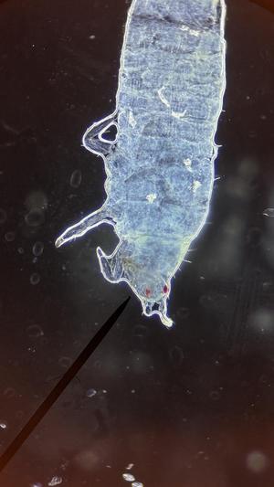 Darkfield filter for American Optical 1034 Microscope