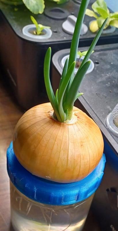 Pickle jar Round Onion Grower (stp included)