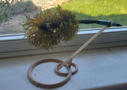 Tree Moss display/holder