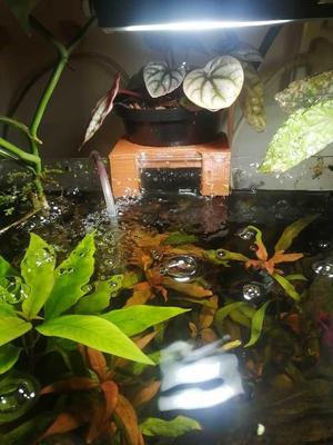 aquarium pot planter holder