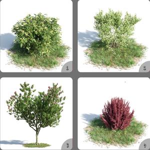 Green Tree Flowers 3D Model