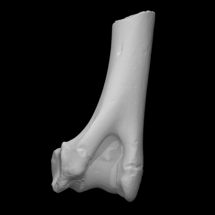 Pig Humerus