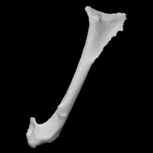 Crow Coracoid