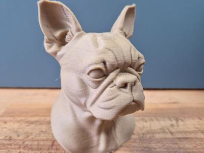 Boston terrier Bust