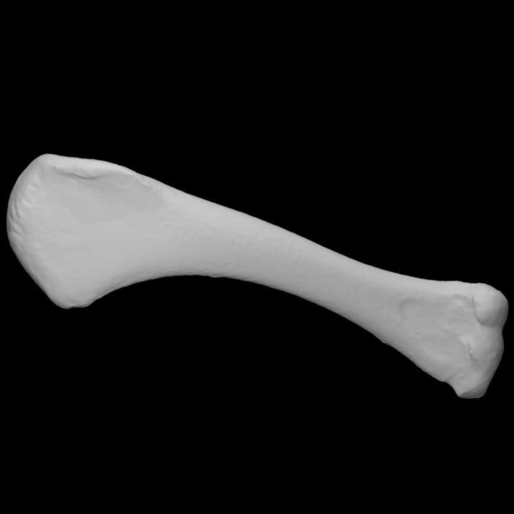 Turkey Humerus, Right