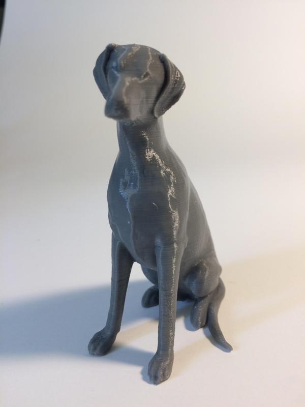 sitting natural doberman