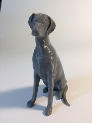 sitting natural doberman