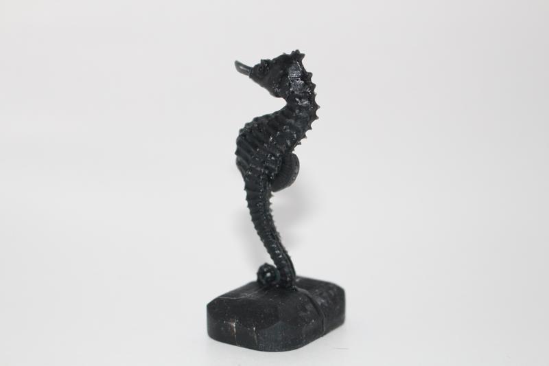 seahorse cavalluccio marino