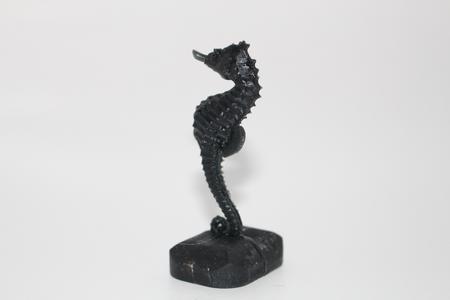 seahorse cavalluccio marino