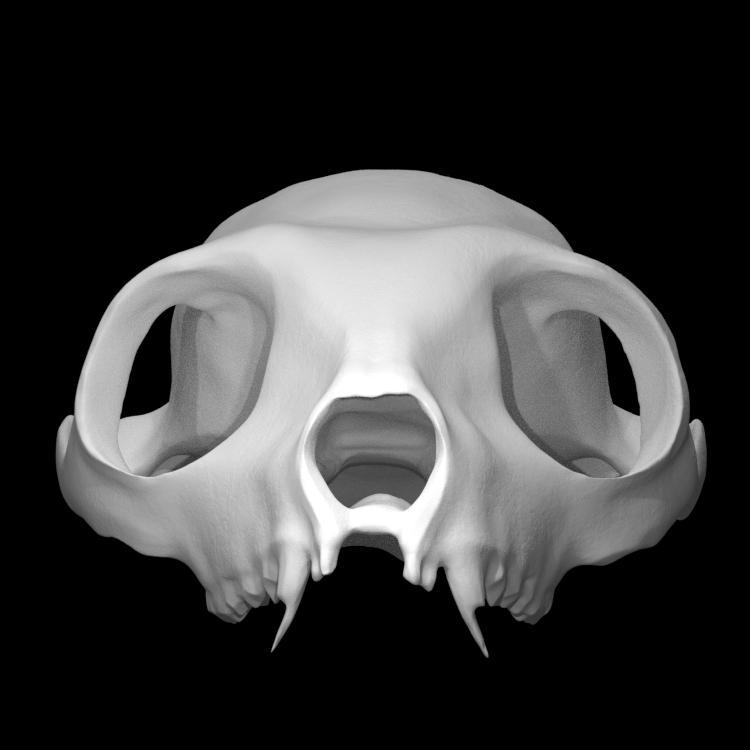 Indri Lemur Skull