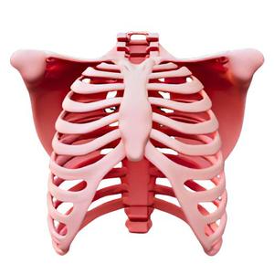 Human Thoracic Skeleton Model