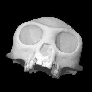 Rhinopithecus Roxellana