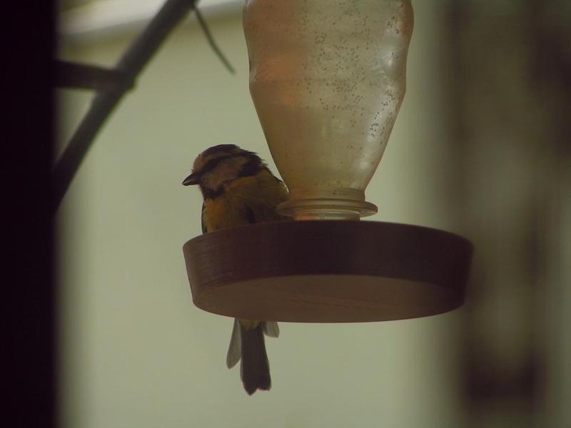 Wasserspender + Badebecken