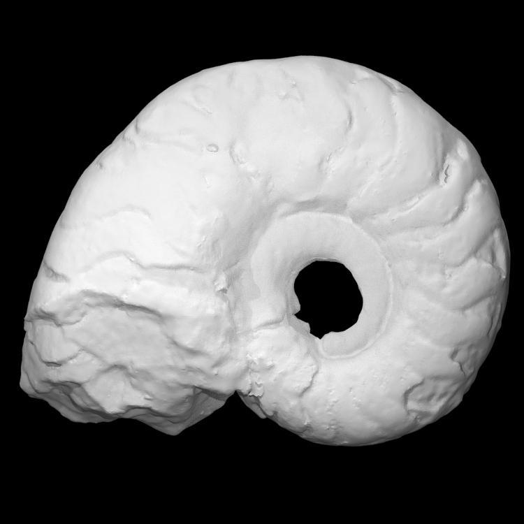 Subclymenia Doughensis Ramsbottom & Moore