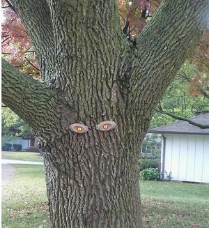 Spooky Tree Eyes Kit For Halloween