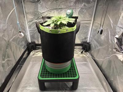 Drainstand (35x35x13cm) + Raiser (⌀25cm)   