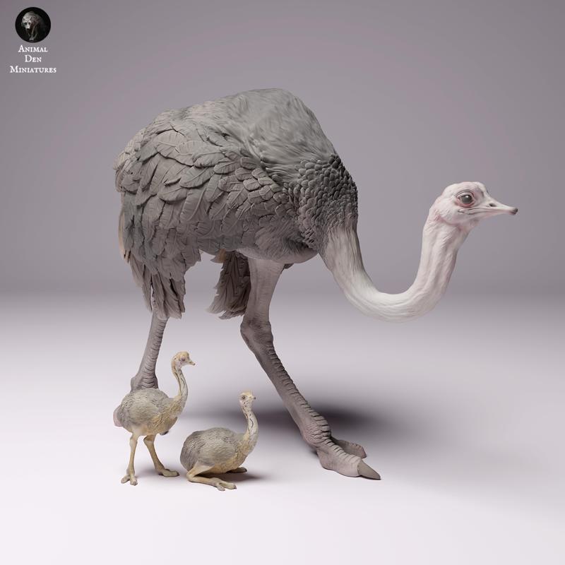 North African Ostrich Female with Chicks