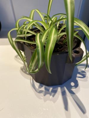 vase for plants with inner pots