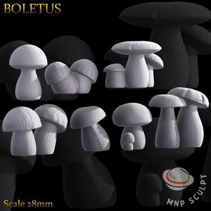 Boletus
