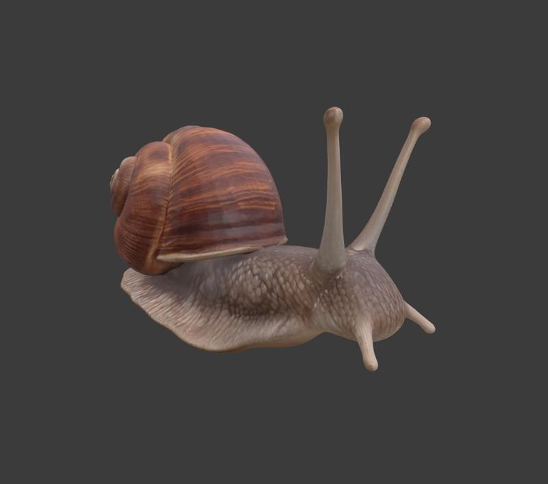 Snail