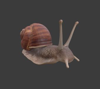 Snail
