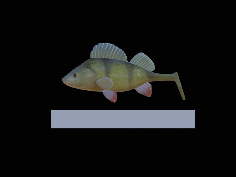 AM bait perch fish 13cm hoof form for predator fishing