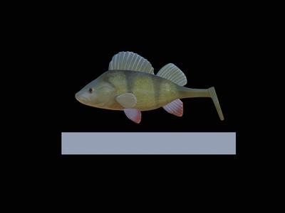 AM bait perch fish 13cm hoof form for predator fishing