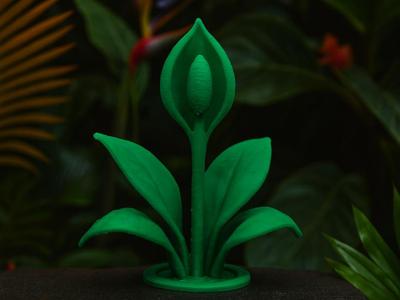 Peace Lily tropical climb, Reptile decor