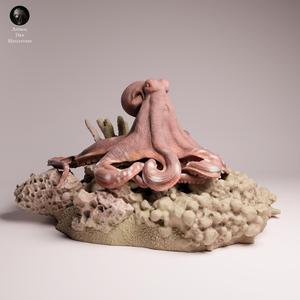 Day Octopus