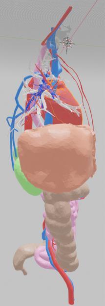 3D thorax and abdomen with spleen, liver, GI tract, colon, arterial, venous, portal system