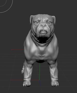 English Bulldog