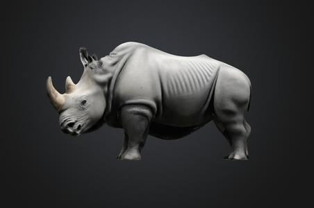 rhinoceros