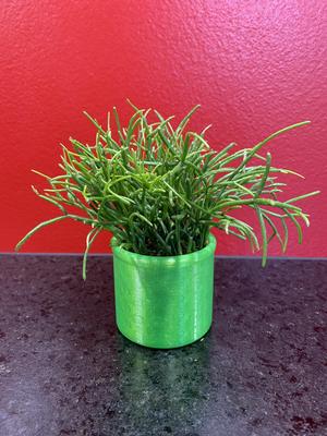 Plant Pot - Cactus Gui