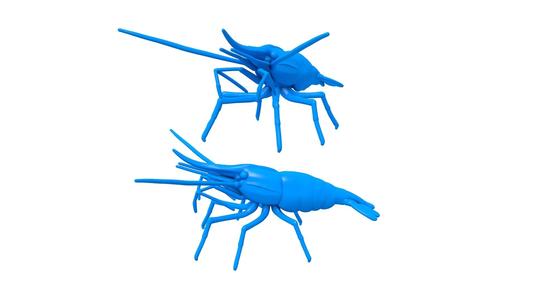 Prawn /  Prawn stl / CRAYFISH / PRAWN / LOBSTER / Shrimp