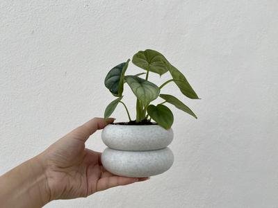 Double deck Plant Pot