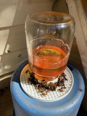 KBW Honey Bee Feeder (Regular Mouth Mason Jar)