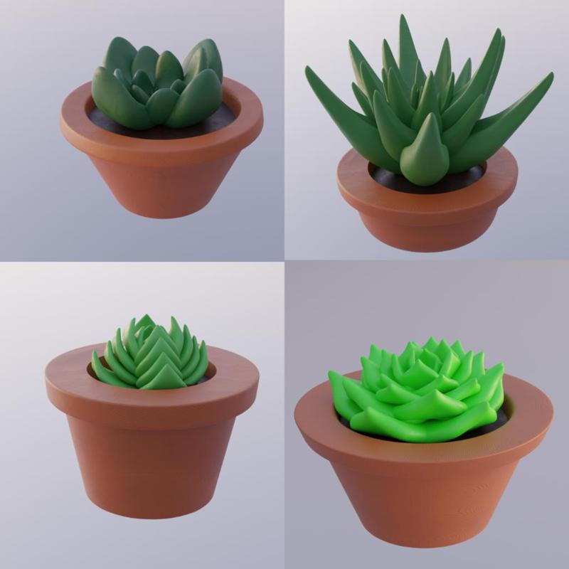 Succulent plants (In pots)
