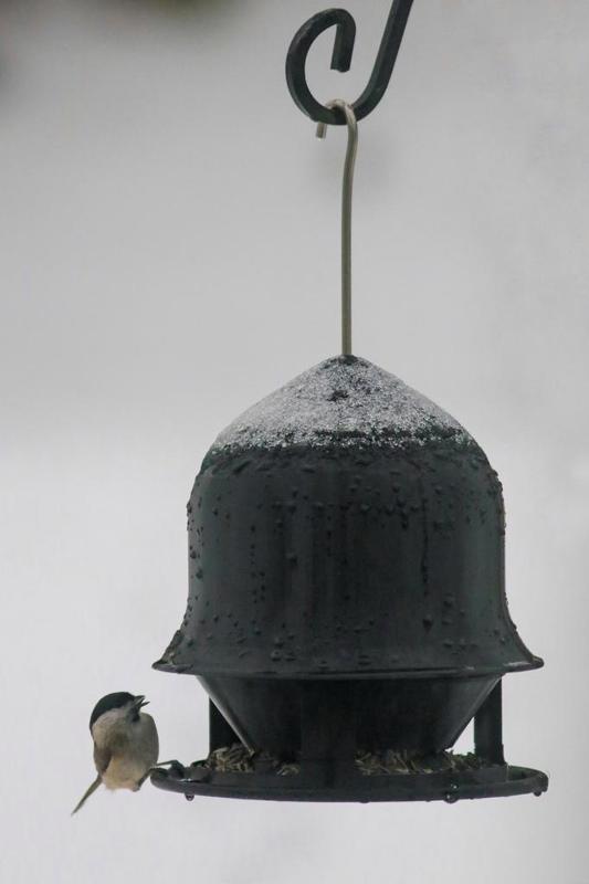 Birdfeeder