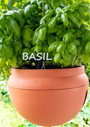 Spices and herbs signs Thyme, Oregano, Basil, Chili, Mint, Parsley