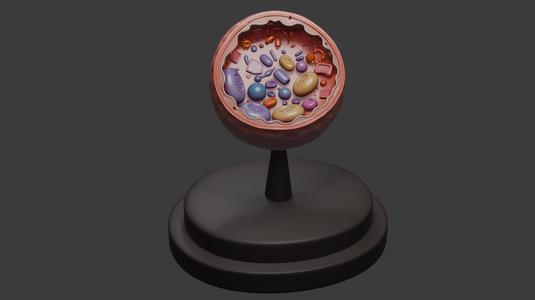 Human Cell in Cross-Section - 3D Educational Model
