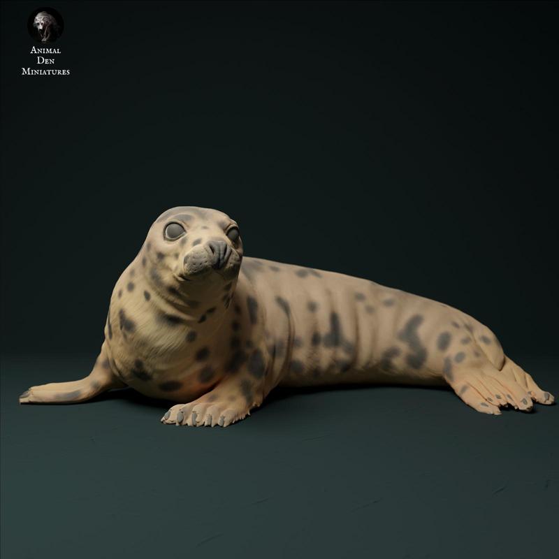 Grey Seal Female