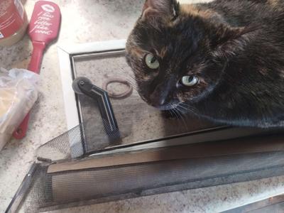 Window screen roller