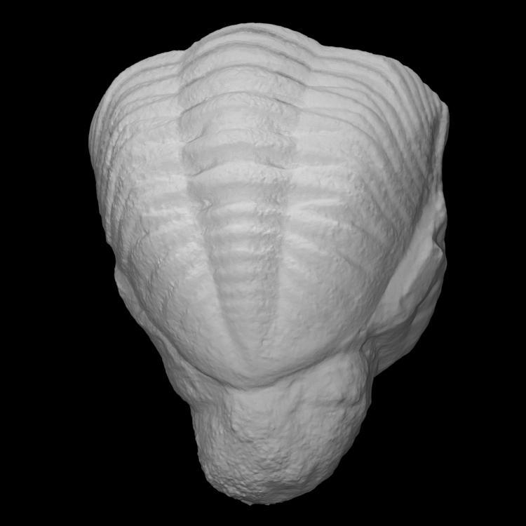 Trilobite: E. crassituberculata (PRI 49811)