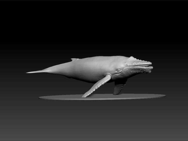whale