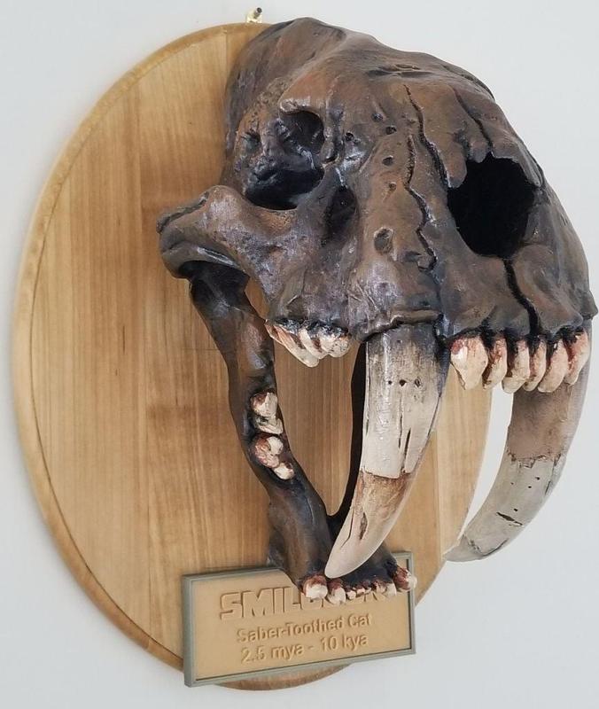 Smilodon Skull Fossil - with Augmented Reality app