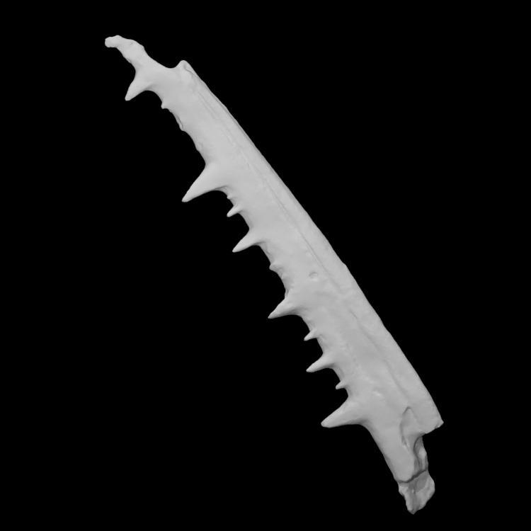 Pelagornis chilensis right mandibular branch