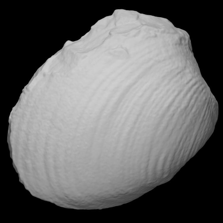 Bivalve Pleuromya sp.