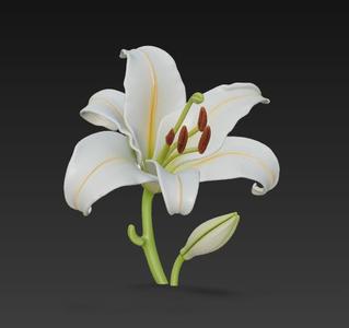 Lily