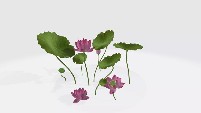 Lotus Flower 3D Model
