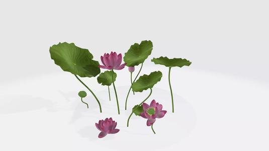 Lotus Flower 3D Model